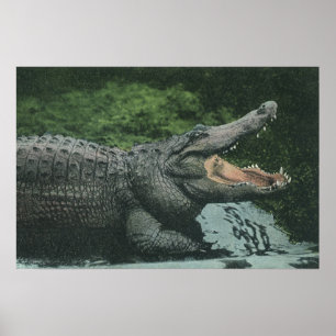krokodilreptielen, zeedierlijk leven poster