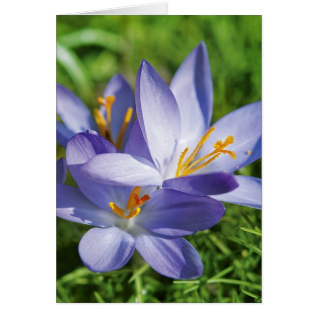 Krokus (Voorkant)