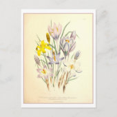 Krokus Botanische Illustratie Briefkaart (Voorkant)