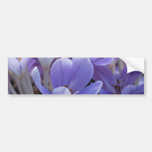 Krokus Bumpersticker