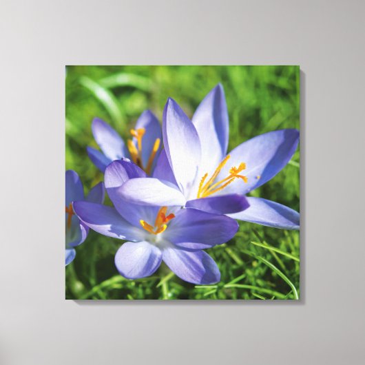 Krokus Canvas Afdruk (Voorkant)