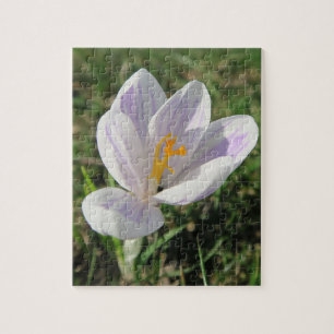 krokus, lente, bloem, natuur, paars, bloesem, legpuzzel