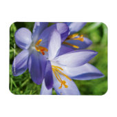 Krokus Magneet (Horizontaal)