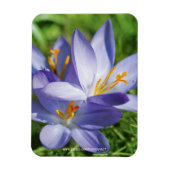Krokus Magneet (Verticaal)