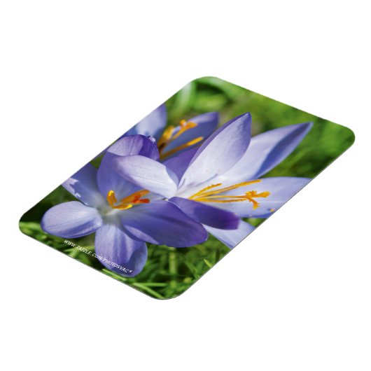 Krokus Magneet (Linkerzijde)