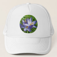 Krokus
