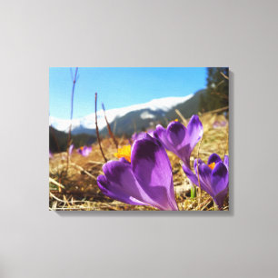 Krokussen, Tatra Canvas Afdruk