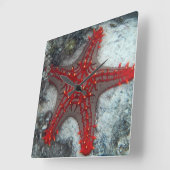 Kroning van de borstkreeft op het koraalrif vierkante klok (Hoek)