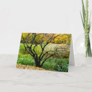 Kronkelige herfst Kareliaanse berkenboom Bedankkaart