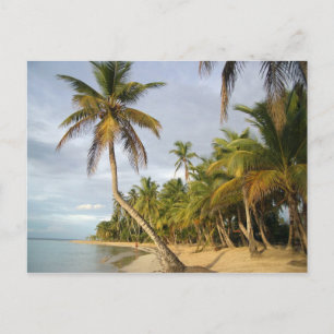 Krooked Palm Briefkaart