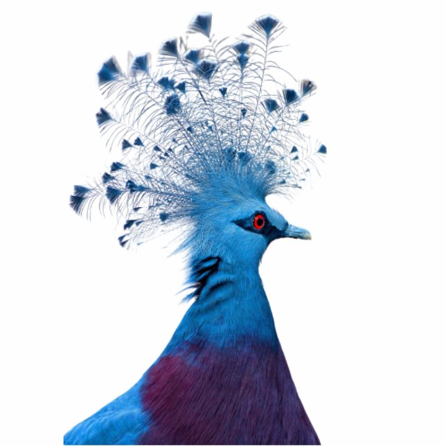 kroonduif staand fotobeeldje  (Voorkant)