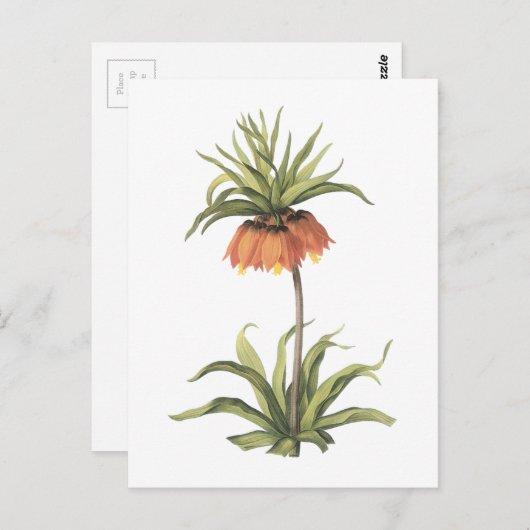 kroonimperialis (Fritillaria imperialis) door Redo Briefkaart (Voorkant / Achterkant)
