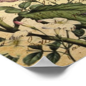 kroonschrift hydrangea vogel botanisch poster (Hoek)