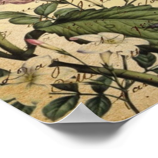 kroonschrift hydrangea vogel botanisch poster (Hoek)