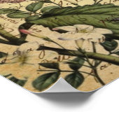 kroonschrift hydrangea vogel botanisch poster (Hoek)