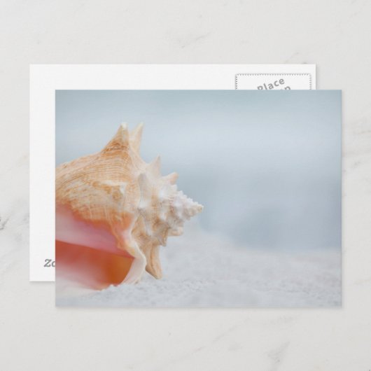 Kroonslak Shell | Florida Briefkaart (Voorkant / Achterkant)