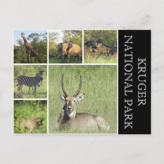 kruger Nationaal Park Briefkaart (Voorkant)