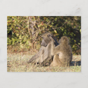 Kruger National Park, Zuid-Afrika Briefkaart