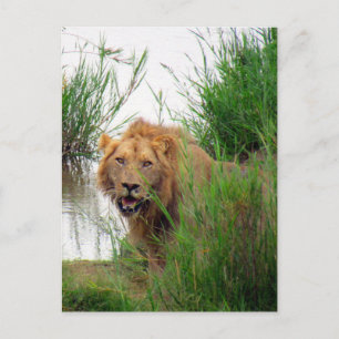 krugerleeuw briefkaart