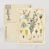  kruid Chamomile Flower Botanical Briefkaart (Voorkant / Achterkant)