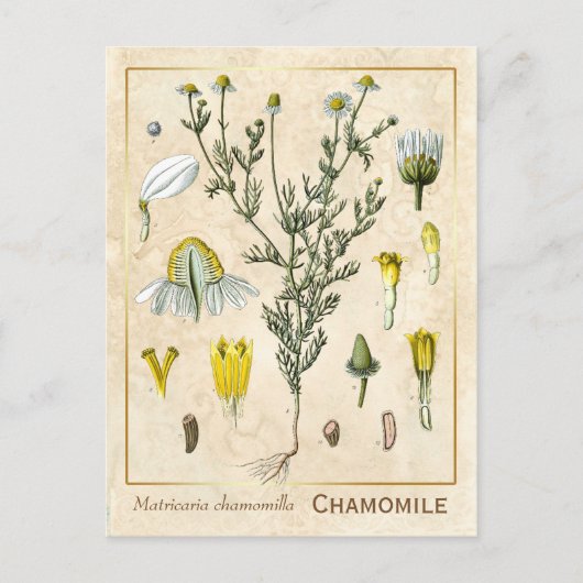  kruid Chamomile Flower Botanical Briefkaart (Voorkant)