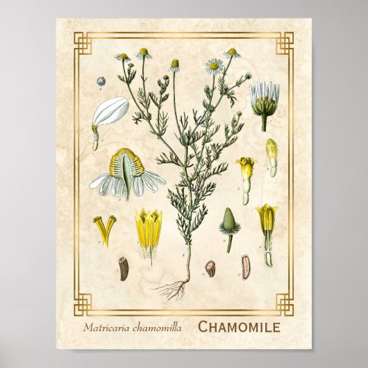  kruid Chamomile Flower Botanical Poster (Voorkant)