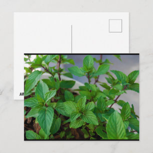 Kruiden Mint Plant Briefkaart