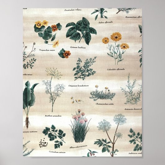 Kruiden Planten Flowers Poster (Voorkant)