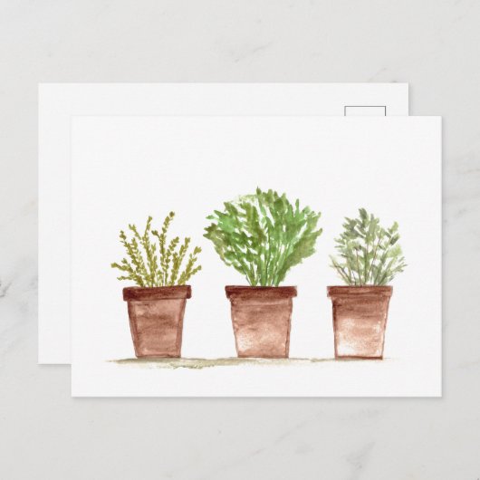 Kruiden salie, rozemarijn, tijm tuin briefkaart (Voorkant / Achterkant)