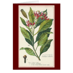  kruiden specerijen, handschoenen, Plant