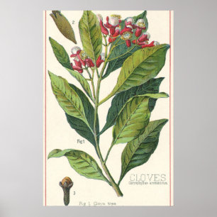 Kruiden Specerijen Oude Voedsel, Kruidnagel Plant Poster