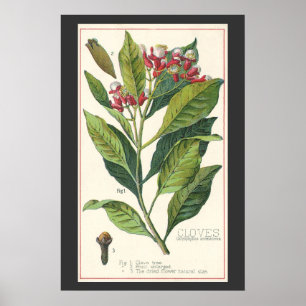 Kruiden Specerijen Oude Voedsel, Kruidnagel Plant Poster