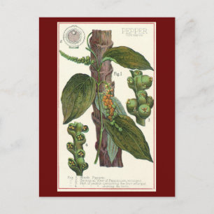  kruiden specerijen, zwart Plant Briefkaart