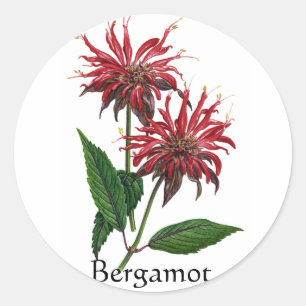 Kruiden Tuin Serie - Bergamot Ronde Sticker