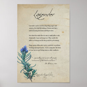 Kruidenapotheek: lavender   Botanisch Poster