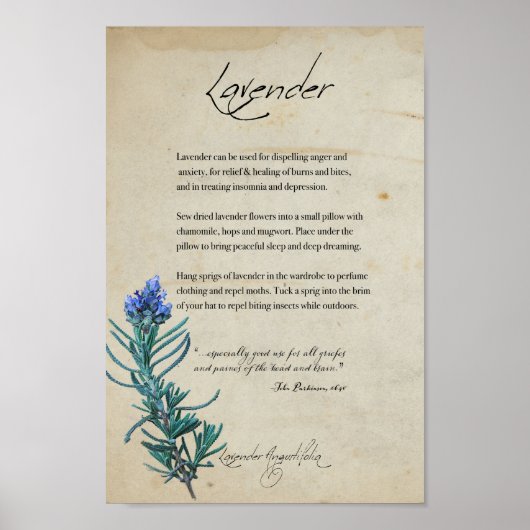 Kruidenapotheek: lavender | Botanisch Poster (Voorkant)
