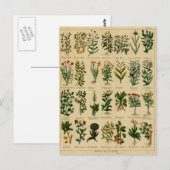 kruidenBriefkaart reeks - 3 Briefkaart (Voorkant / Achterkant)