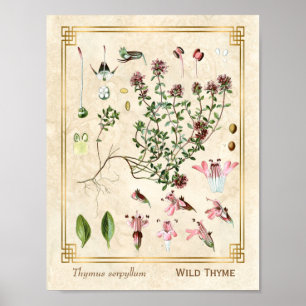  kruidenillustraties Wilde Thyme Botanisch Poster