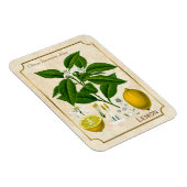 kruidenPlant Lemon Fruit Botanische kunst Magneet (Rechterzijde)