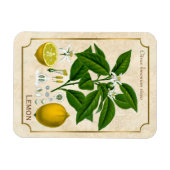 kruidenPlant Lemon Fruit Botanische kunst Magneet (Horizontaal)