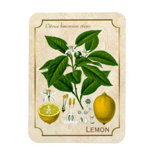 kruidenPlant Lemon Fruit Botanische kunst Magneet