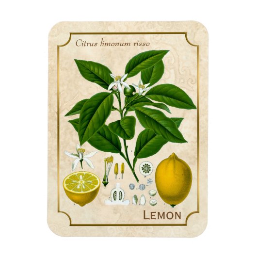 kruidenPlant Lemon Fruit Botanische kunst Magneet (Verticaal)
