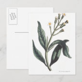 kruidnagel briefkaart (Voorkant / Achterkant)