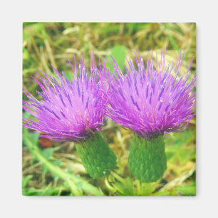 Kruipen of veld distel magneet