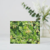 kruisbes briefkaart (Staand voorkant)