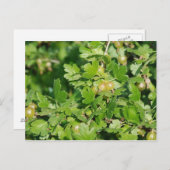 kruisbes briefkaart (Voorkant / Achterkant)