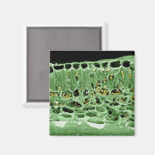 Kruisdoorsnede van leder magneet (Voorkant / Achterkant)