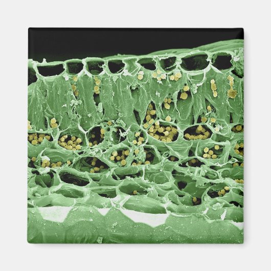 Kruisdoorsnede van leder magneet (Voorkant)