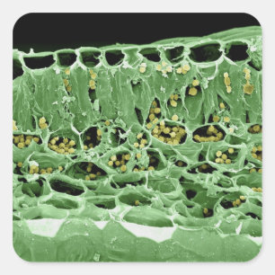 Kruisdoorsnede van leder vierkante sticker