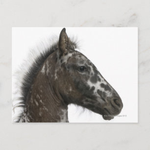 kruising van een Appaloosa met een Briefkaart